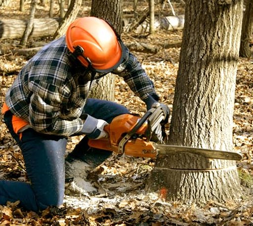 Tree Removal in Pocomoke City, MD